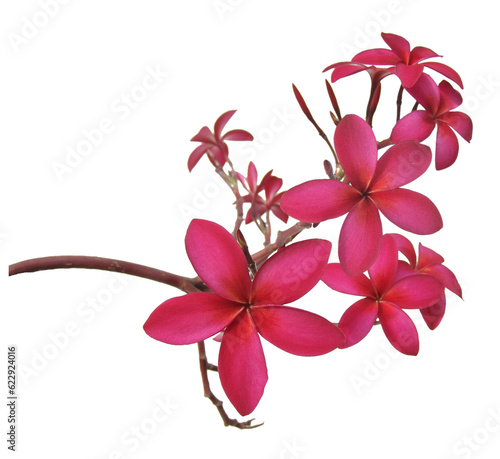 Vivid red Plumeria flowers isolated on white background
