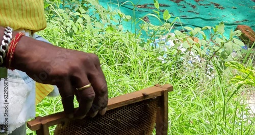 Indian rural Beekeeper on apiary. Beekeeper is working with bees and beehives on the apiary. Beekeeping in countryside. Organic farming