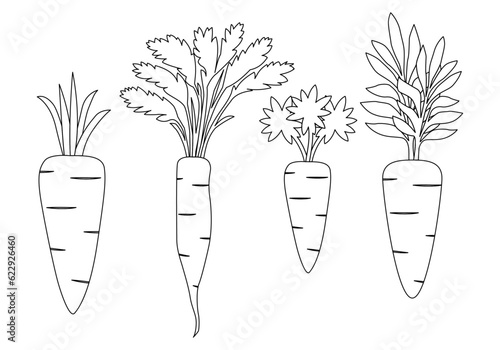 carrot and leaves icon vector illustration set, outline doodle