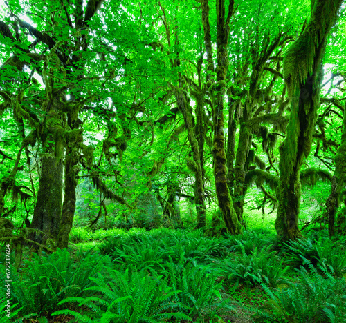 Stunning hall of mosses in the Hoh rainforest © Martina