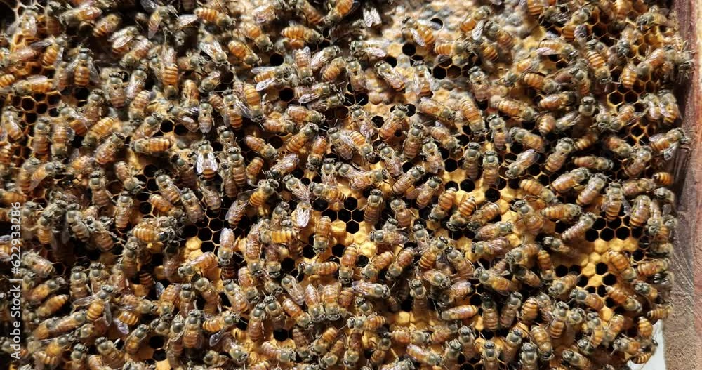 Bees on hexagonal honey comb, Queen bee in the middle. Bees on hexagonal honey comb, Queen bee in the middle.