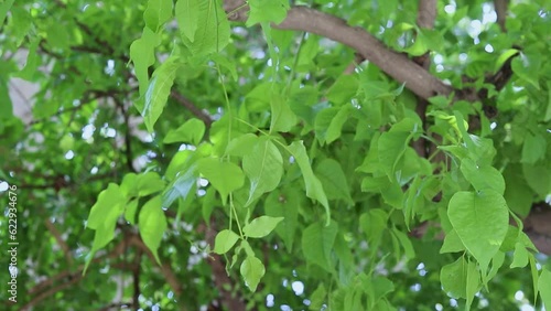 Aegle marmelos or Bael leaf at tree from different angle at day photo