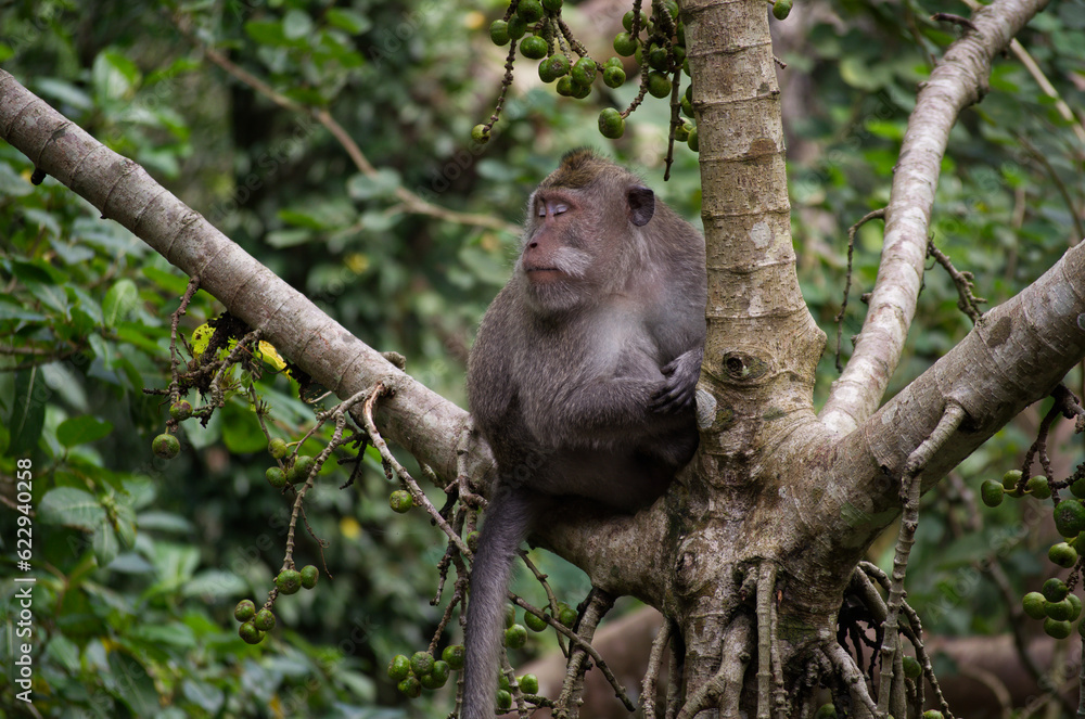 Balinese long tailed monkey falling asleep in tree