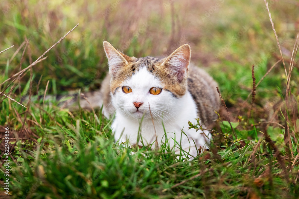 White spotted cat lying in the garden in the green grass White spotted cat lying in the garden in the green grass