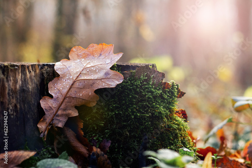 Oak leaf with raindrops on a stump in the autumn forest photo