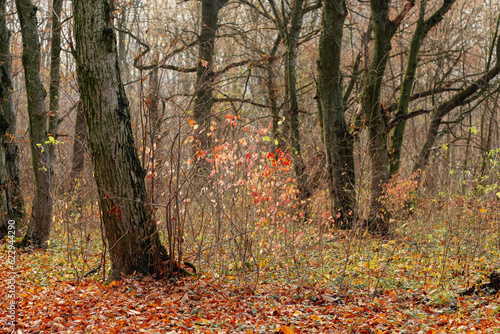 Autumn forest with bare trees and fallen leaves on the ground