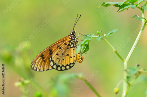 butterfly on a leaf © Maryanto