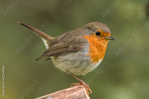 Papier peint robin on a branch