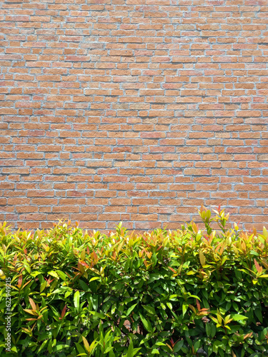 Green bushes in front of a red brick wall as a background for design with copy space for text or image. Vertical. 
