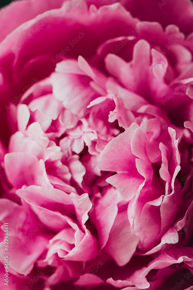 Close up of layers of pink peony flower petals in bloom.
