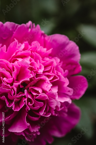 Close up of bright pink peony flower in bloom in a garden.