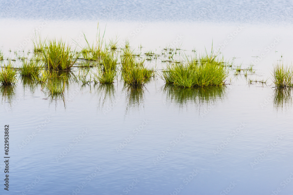 Marshland on Assateague Island in Virginia. Marshland on Assateague Island in Virginia.