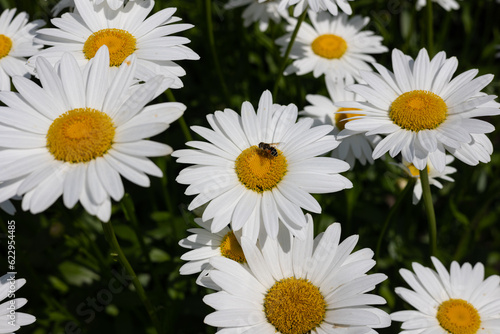 A bee on a chamomile flower