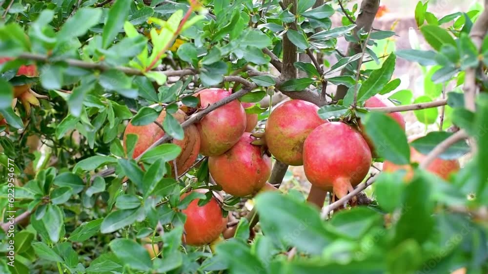 Ripe pomegranate fruits on a pomegranate tree in a farm, Ripe pomegranate fruits hanging on a tree branch in the farm Ripe pomegranate fruits on a pomegranate tree in a farm, Ripe pomegranate fruits hanging on a tree branch in the farm