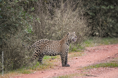 Beautiful view to wild jaguar cub in open field in the Pantanal