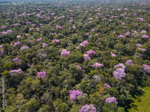 Beautiful aerial view to green vegetation and pink trumpet trees photo