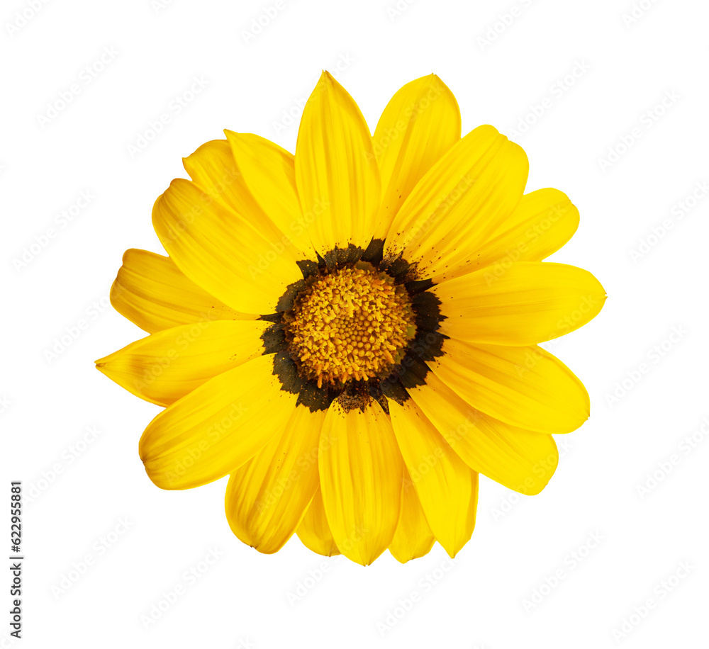Top view macro bright yellow Gazania - South African chamomile, daisy, sunflower blooming with flower stamens on sunny day on white isolated background Top view macro bright yellow Gazania - South African chamomile, daisy, sunflower blooming with flower stamens on sunny day on white isolated background