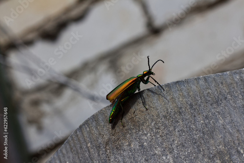 Bright green beetle Lytta vesicatoria sits on a fence © glebantiy