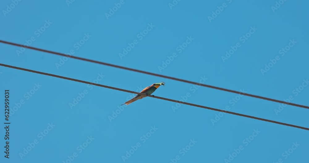 Bee-eater bird European with grasshopper in beak standing against blue sky on electric wire, wildlife and nature. Bee-eater bird European with grasshopper in beak standing against blue sky on electric wire, wildlife and nature.
