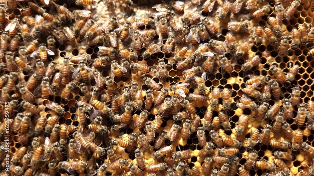 Bees on hexagonal honey comb, Queen bee in the middle. Bees on hexagonal honey comb, Queen bee in the middle.