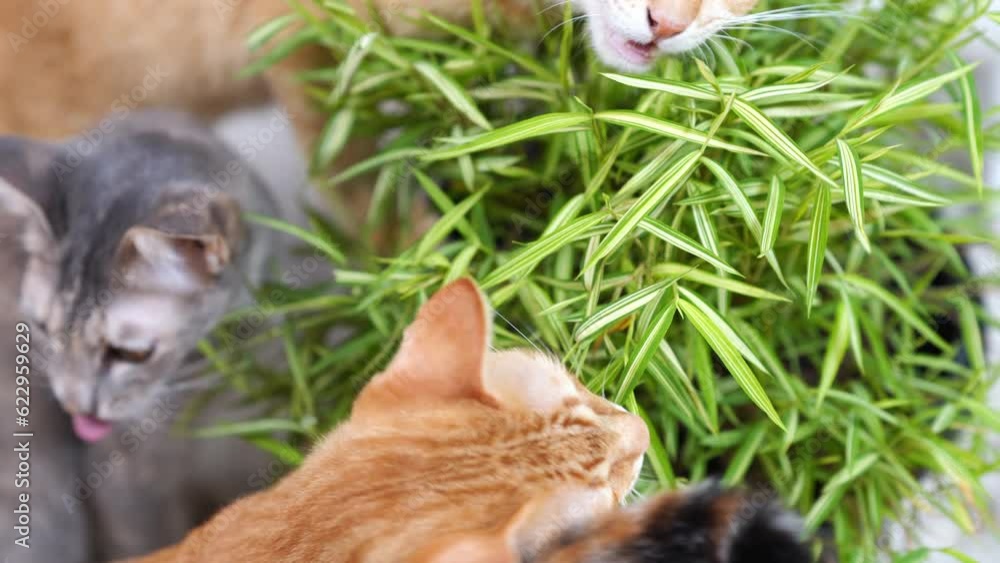 A group of cats are enjoying eating bamboo too. A group of cats are enjoying eating bamboo too.
