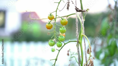 Green cherry tomatoes grow in the home garden, close-up on a blurred background