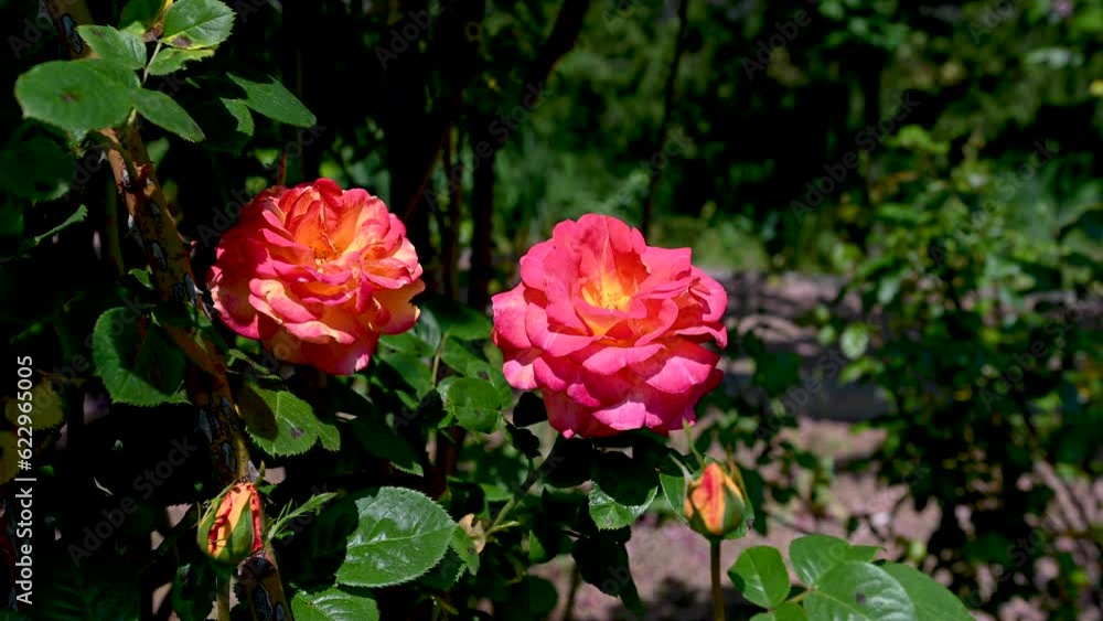 Orange Dawn Rose flower on green leaves background 4K Orange Dawn Rose flower on green leaves background 4K