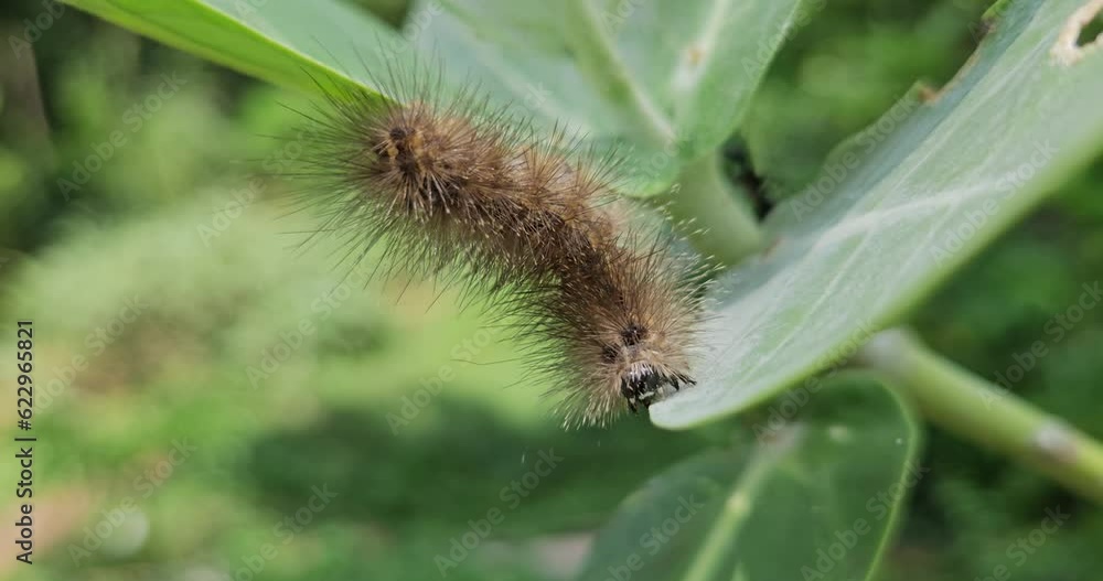Closeup focus of Caterpillar crawling on a branch. India
