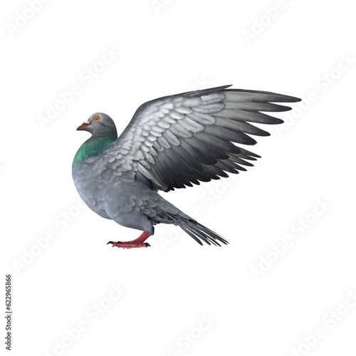 flying pigeon bird in action isolated on white background, Speed racing pigeon bird isolated white background