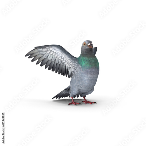 flying pigeon bird in action isolated on white background, Speed racing pigeon bird isolated white background