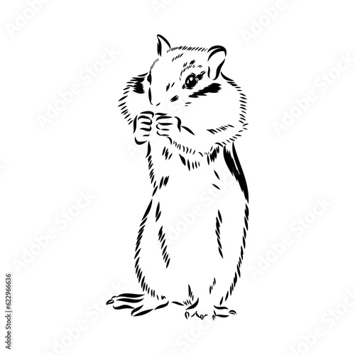 Hand drawn chipmunk. Black and white vector illustration in retro style