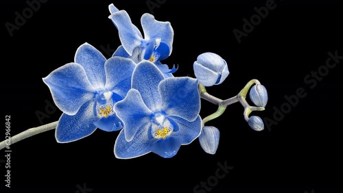 Blue phalaenopsis orchid flowers bloomed on a black background. Time lapse, close-up. Wedding background, the concept of Valentine's Day, name day. timelapse.4k