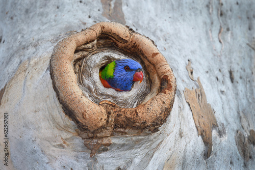 Foto Australian adult Rainbow Lorikeet -Trichoglossus moluccanus- inside eucalyptus g