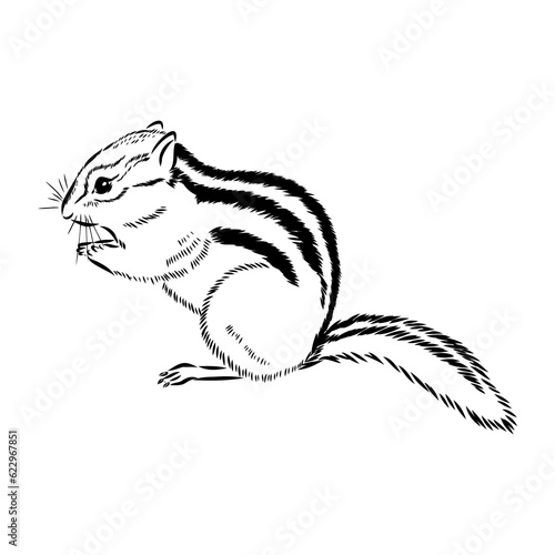 Hand drawn chipmunk. Black and white vector illustration in retro style