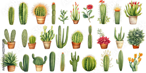 Cactus and succulent plants set 3