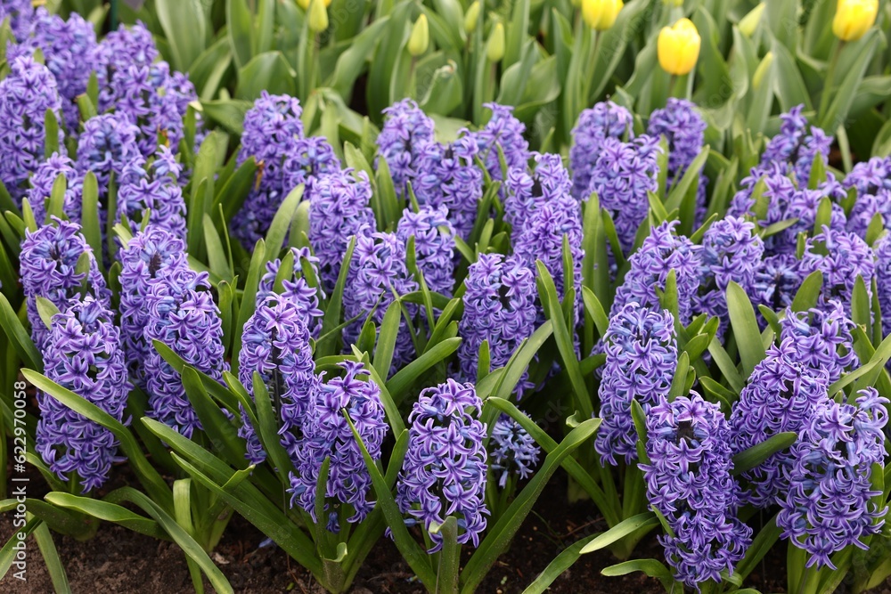 Fototapeta premium Beautiful hyacinth flowers growing outdoors, closeup view