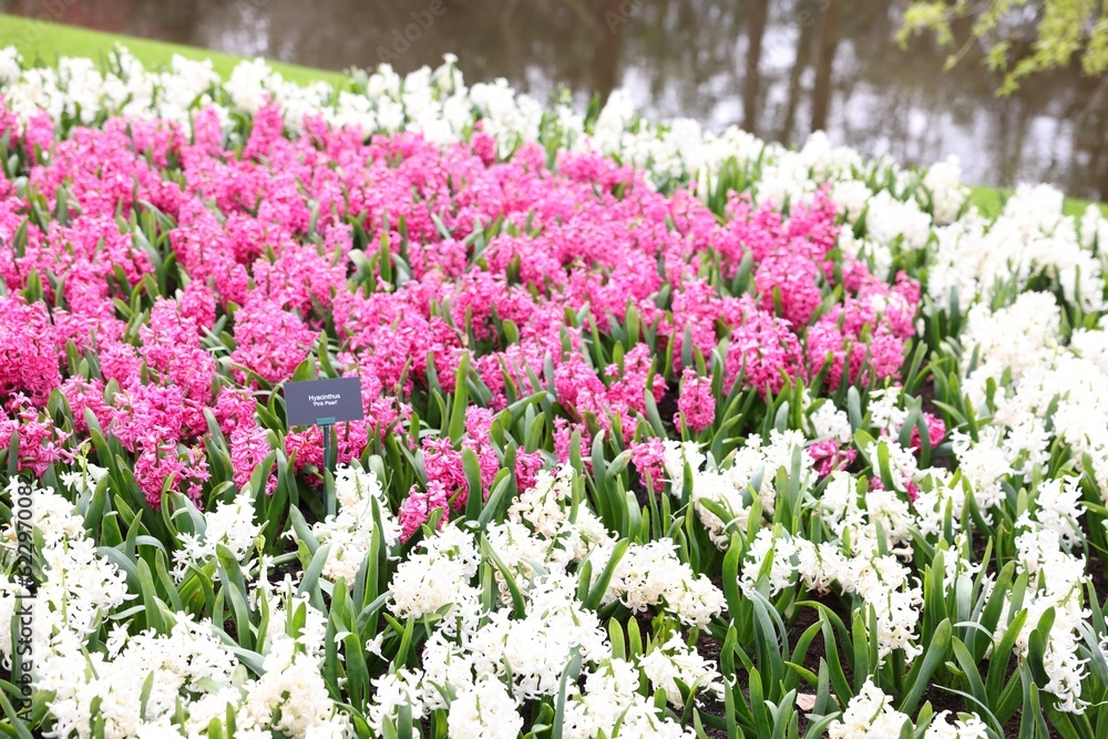 Beautiful white and pink hyacinth flowers growing outdoors