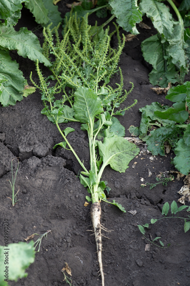 Obraz premium inflorescence of sugar beet close up in the field 