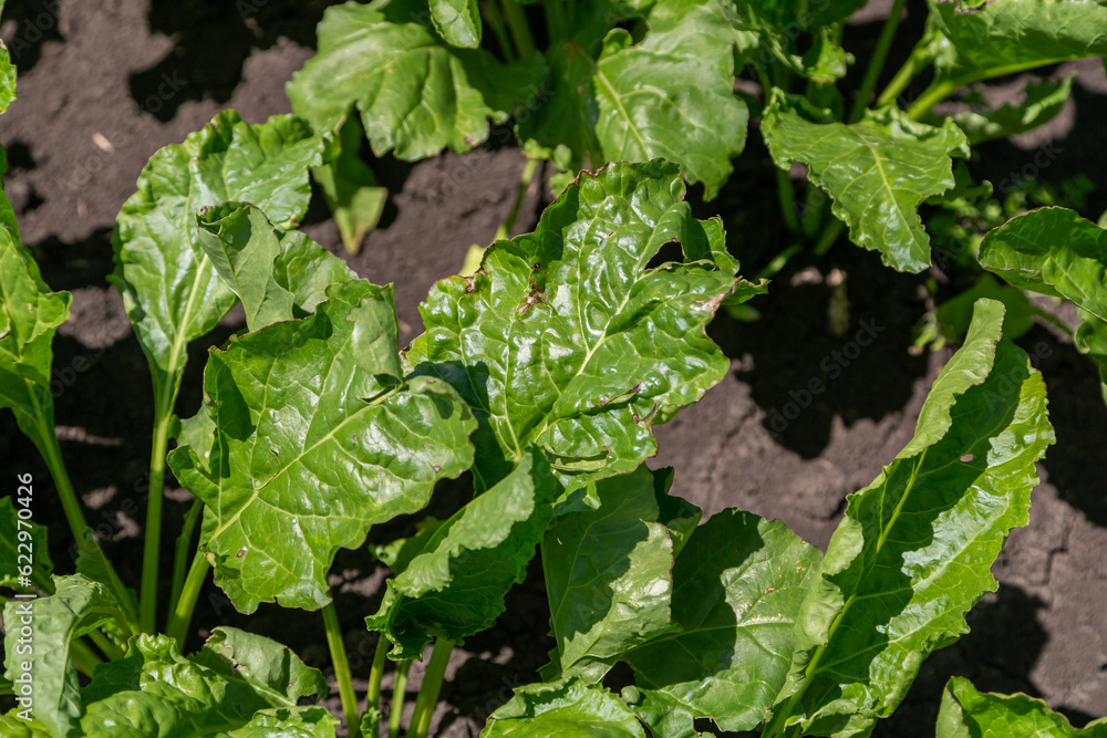 Closeup of young sugar beet plants in converging long lines growing in the recently cultivated soil on a farm. Agricultural field. Closeup of young sugar beet plants in converging long lines growing in the recently cultivated soil on a farm. Agricultural field.