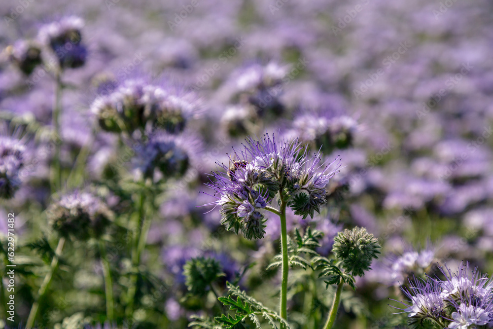 Obraz premium Lacy phacelia, blue tansy or purple tansy. Phacelia tanacetifolia
