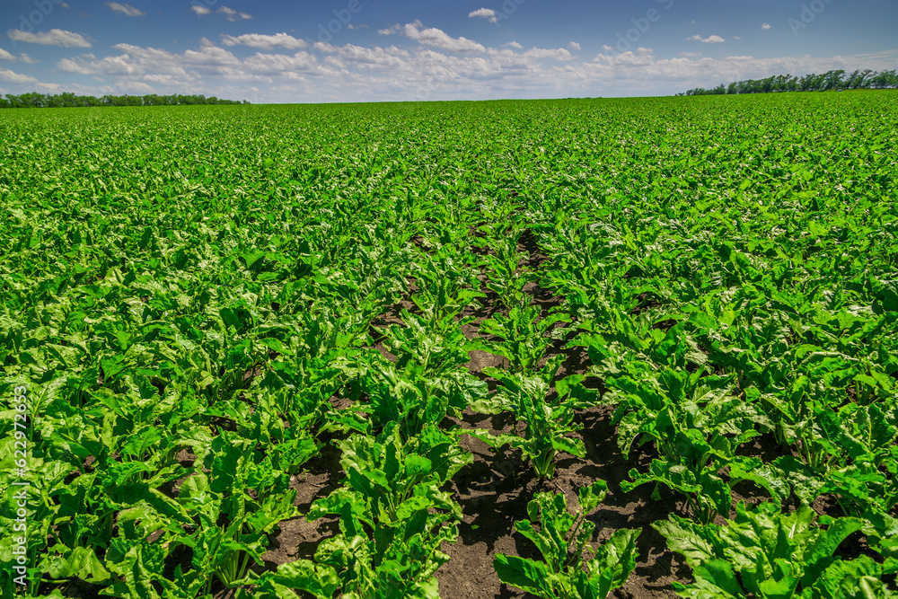 Close-up of young sugar beet plants in converging long rows. Agricultural field.