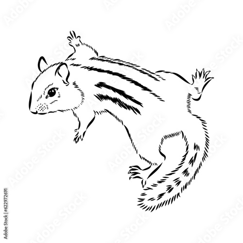 Hand drawn chipmunk. Black and white vector illustration in retro style