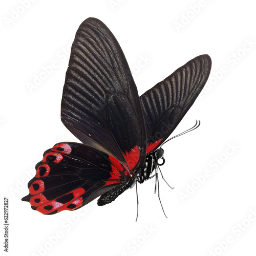 Canvas Print Beautiful butterfly isolated on white background.