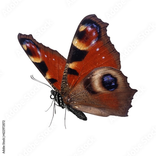 Canvas Print Beautiful butterfly isolated on white background.
