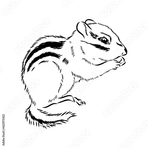 Hand drawn chipmunk. Black and white vector illustration in retro style