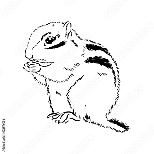 Hand drawn chipmunk. Black and white vector illustration in retro style