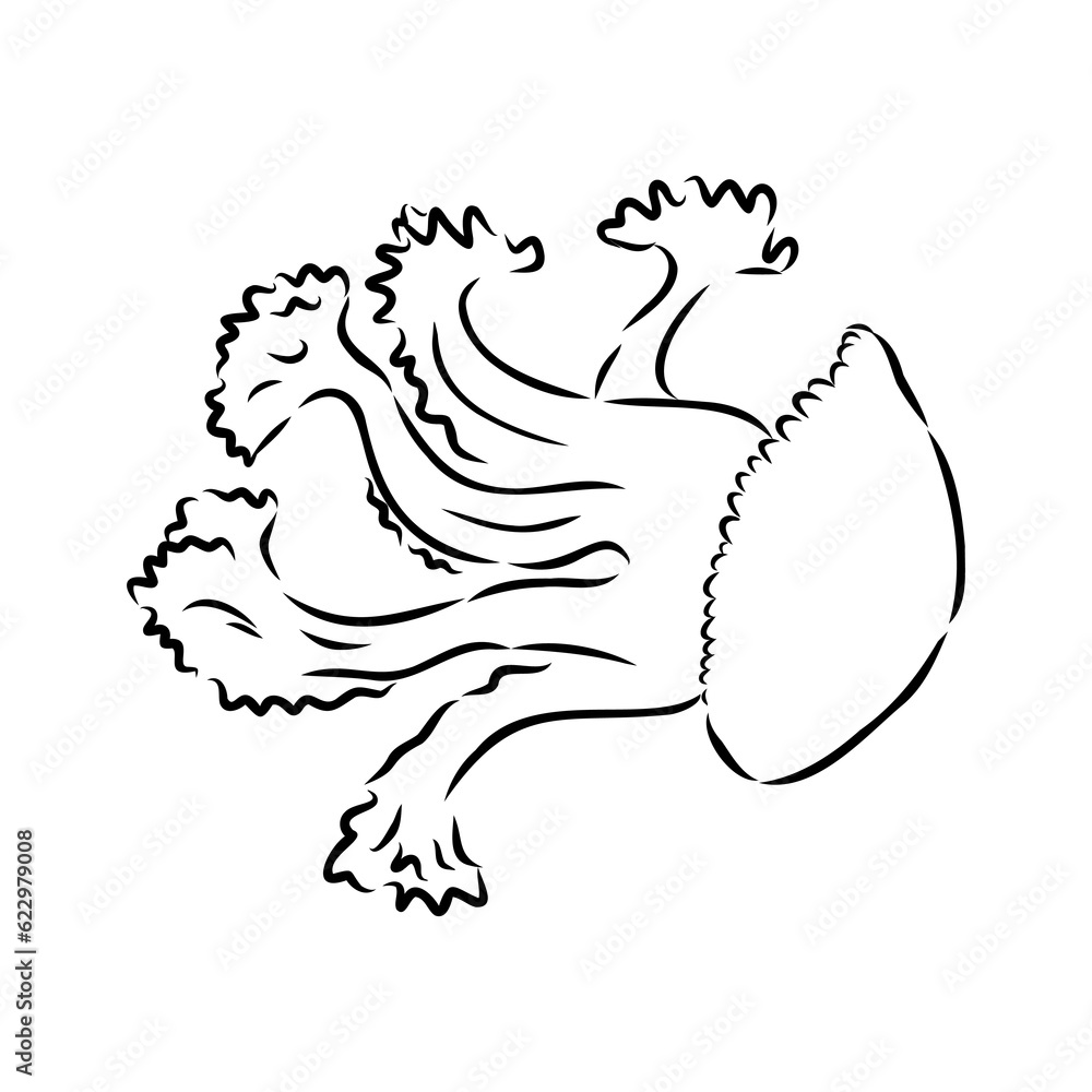 Ocean jellyfish. Design set. Art detailed editable illustration. Vector