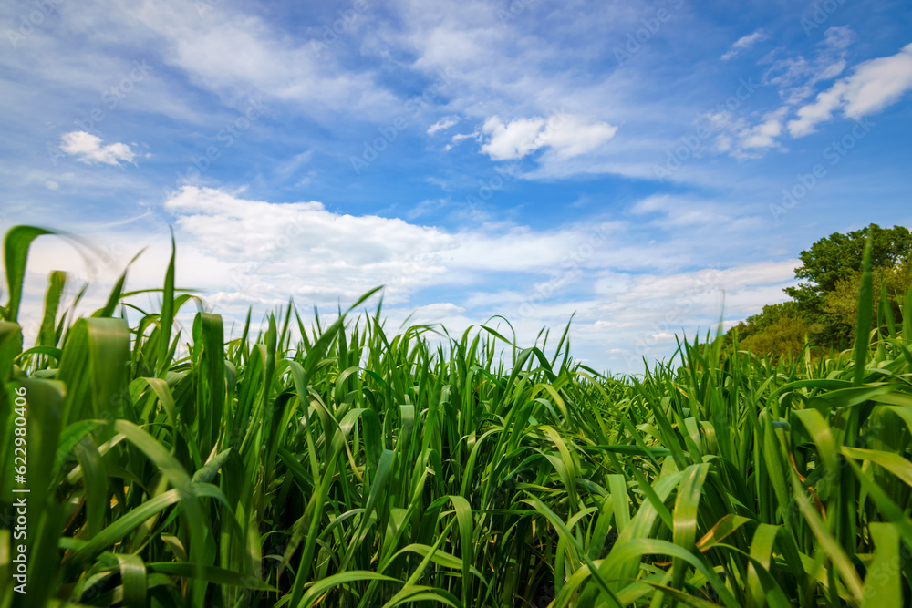 young green wheat sprouts agricultural field, bright spring landscape on a sunny day, blue sky as background young green wheat sprouts agricultural field, bright spring landscape on a sunny day, blue sky as background