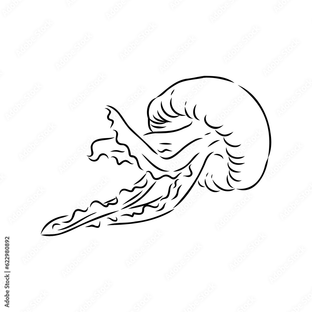 Ocean jellyfish. Design set. Art detailed editable illustration. Vector vintage engraving. Isolated on white background. Ocean jellyfish. Design set. Art detailed editable illustration. Vector vintage engraving. Isolated on white background.