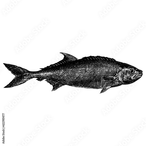 Oilfish hand drawing vector isolated on background. photo